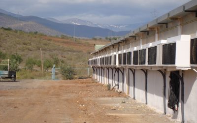 El uso de paneles evaporativos sin una alta velocidad del aire incrementa la temperatura corporal del pollo